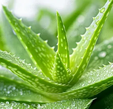 Aloevera