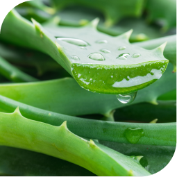 Aloe vera