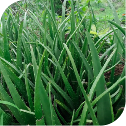 Alovera (Aloe barbadensis miller)