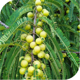 Amla