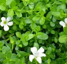 Brahmi 