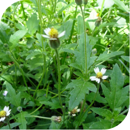Dagadi Pala (Tridax procumbens linn)