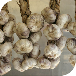 Desi Garlic (Allium sativum)