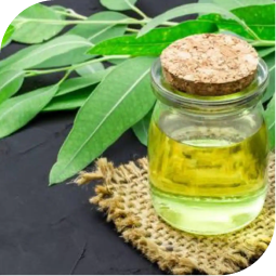 Eucalyptus Oil