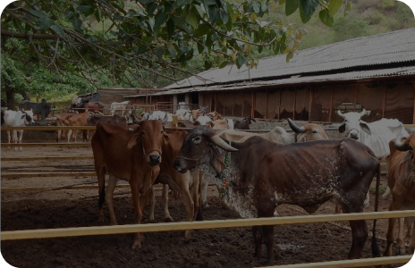Panchagavya Preparation