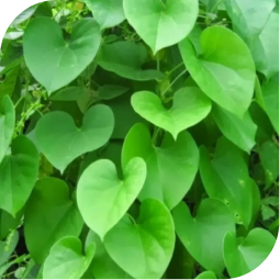 Giloy (Tinospora cordifolia)