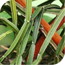 Kandvel stick (Cissus Quadrangularis)