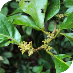 Khandu chakka (Ehretia Laevis Roxb)