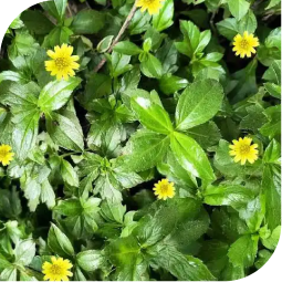 Maka (bhringa)