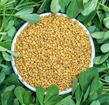 Methi seeds