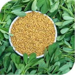 Methi Seeds (Trigonella foenum-graecum)