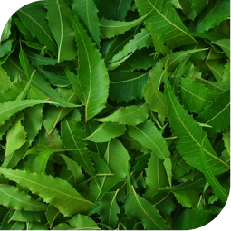 Neempatta