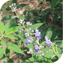 Nirgundi (Vitex negundo)