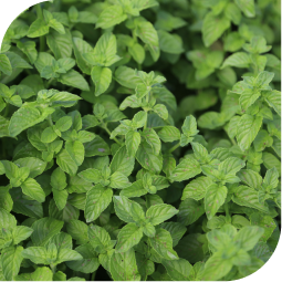 Pudina (Mentha spicata)