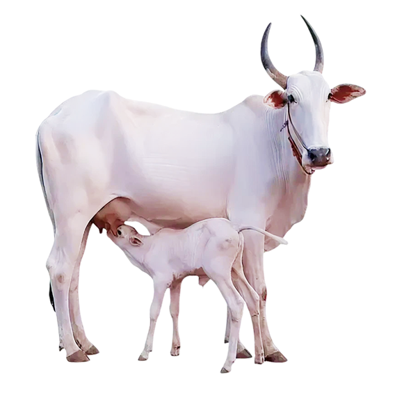 Cow