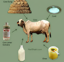 A2 Cow Panchgavya Ghee